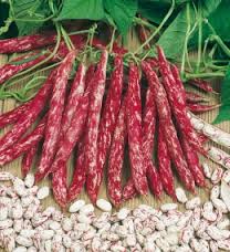 FAGIOLO MISTRAL GR.200